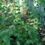 Cotoneaster acutifolia